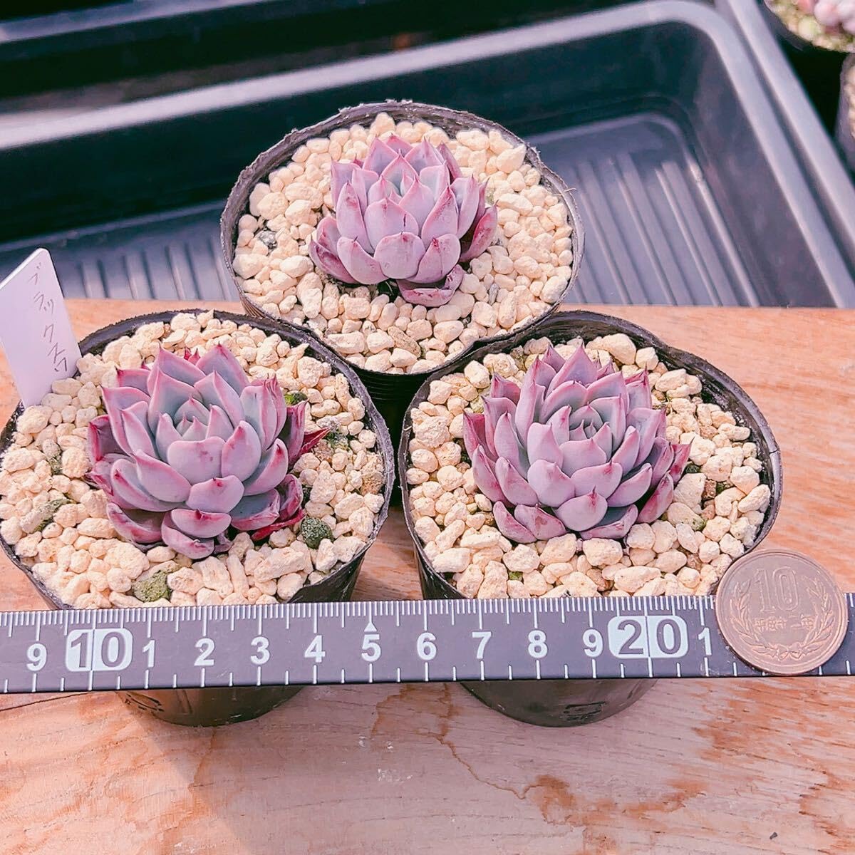 Amazon.co.jp: D！（1苗の）多肉植物 ブラックスワン 韓国苗 美苗 農園